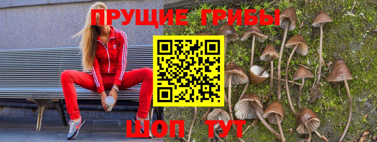 Галлюциногенные грибы Psilocybe  магазин  наркотиков  Нерюнгри  Вход с VPN 